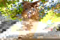 Discover Rottnest with Ferry  Bus Tour from Perth or Fremantle