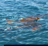 Roebuck Bay Snubfin Dolphin Cruise - Accommodation Cairns