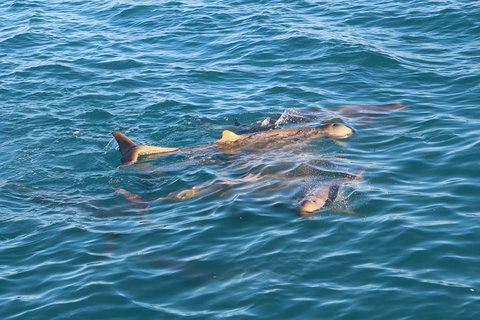 Roebuck Bay Snubfin Dolphin Cruise - Accommodation Cairns 0