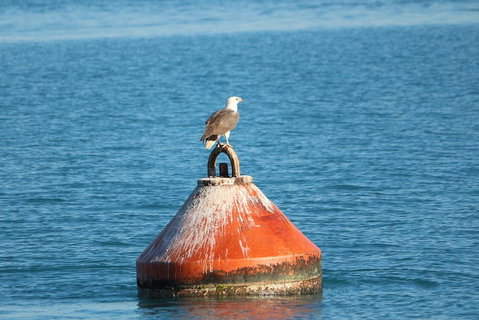 Roebuck Bay Snubfin Dolphin Cruise - Accommodation Cairns 1