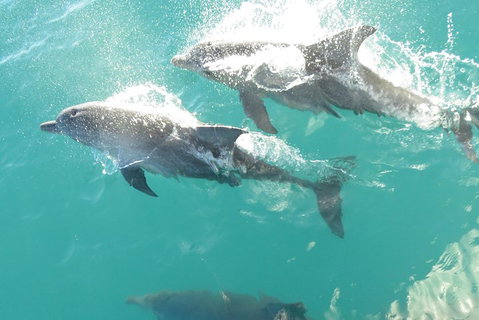 Roebuck Bay Snubfin Dolphin Cruise - Accommodation Cairns 2