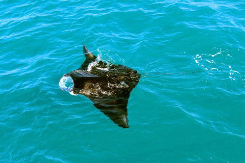 Roebuck Bay Snubfin Dolphin Cruise - Accommodation Cairns 5