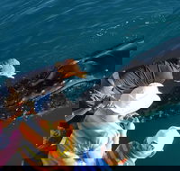 AOC Whale Watching from Broome - Accommodation Cairns