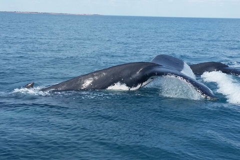 AOC Whale Watching From Broome - Accommodation Cairns 1