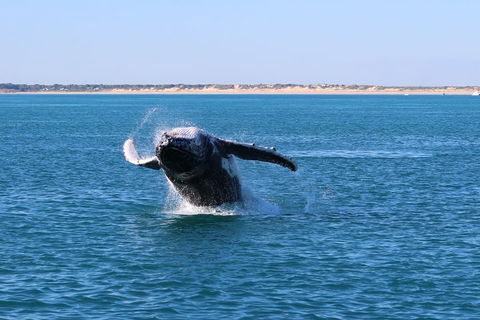 AOC Whale Watching From Broome - Accommodation Cairns 2