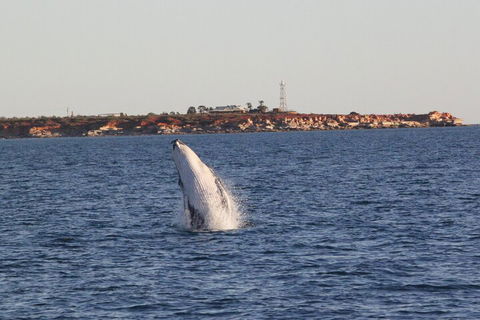 AOC Whale Watching From Broome - Accommodation Cairns 3