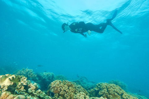 Ocean Freedom Great Barrier Reef Personal Luxury Snorkel & Dive Cruise, Cairns - Accommodation Cairns 5