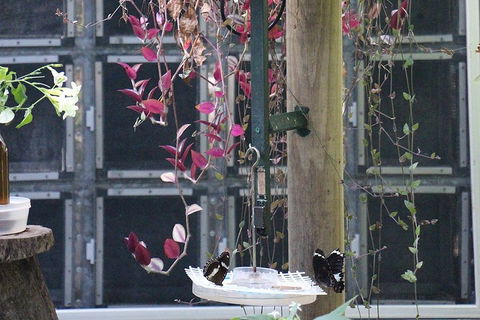 Australian Butterfly Sanctuary- Virtual Interactive Tour With Private Guide - Accommodation Cairns 1