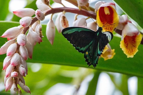 Australian Butterfly Sanctuary- Virtual Interactive Tour With Private Guide - Accommodation Cairns 2
