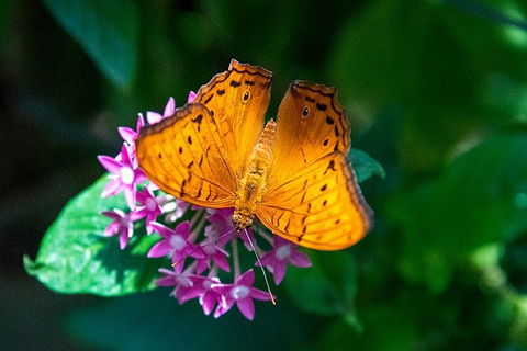 Australian Butterfly Sanctuary- Virtual Interactive Tour With Private Guide - Accommodation Cairns 3