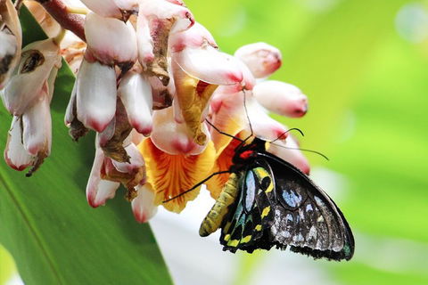 Australian Butterfly Sanctuary- Virtual Interactive Tour With Private Guide - Accommodation Cairns 5