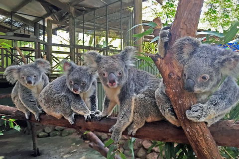 Best Of Kuranda Including Skyrail, Kuranda Scenic Railway And Rainforestation - Accommodation Cairns 4
