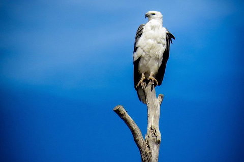 Kangaroo Island 75-Minute Ocean Safari - Accommodation Cairns 0