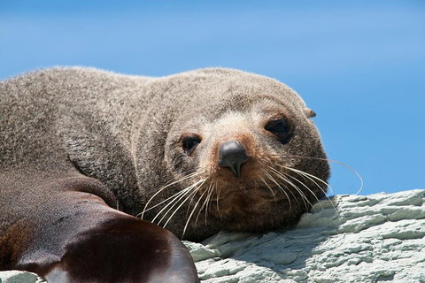 Kangaroo Island 75-Minute Ocean Safari - Accommodation Cairns 1