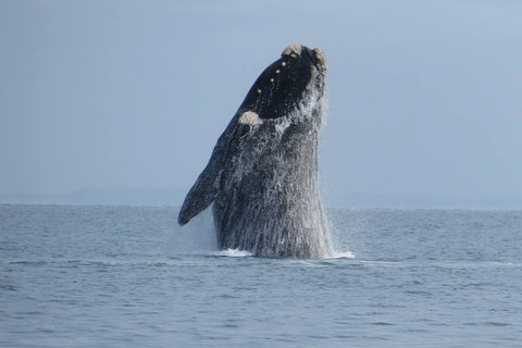 Kangaroo Island 75-Minute Ocean Safari - Accommodation Cairns 2