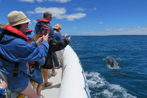 Kangaroo Island 75-Minute Ocean Safari - Accommodation Cairns 3