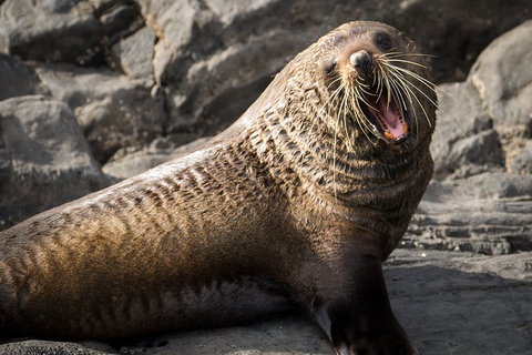 Kangaroo Island 75-Minute Ocean Safari - Accommodation Cairns 5