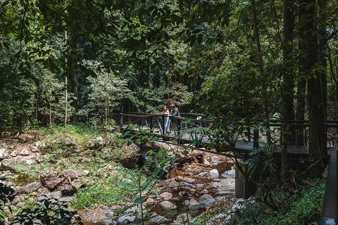 Springbrook AndTamborine Rainforest Tour Incl Natural Bridge And Glow Worm Cave - Accommodation Cairns 3