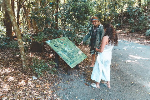 Springbrook AndTamborine Rainforest Tour Incl Natural Bridge And Glow Worm Cave - Accommodation Cairns 5
