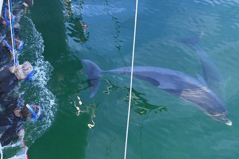 Dolphin Cruise From Adelaide With Optional Dolphin Swim - Accommodation Cairns 0