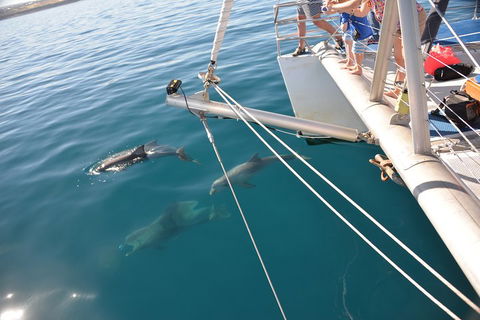 Dolphin Cruise From Adelaide With Optional Dolphin Swim - Accommodation Cairns 1