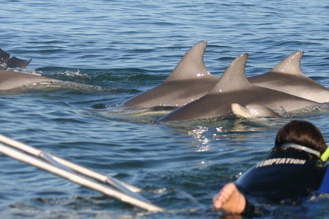 Dolphin Cruise From Adelaide With Optional Dolphin Swim - Accommodation Cairns 2