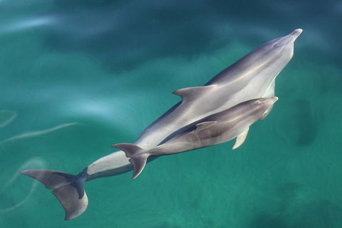 Dolphin Cruise From Adelaide With Optional Dolphin Swim - Accommodation Cairns 4