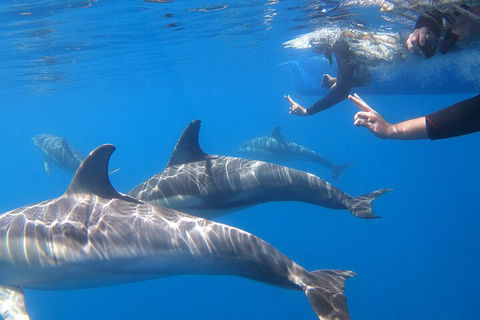 Dolphin Cruise From Adelaide With Optional Dolphin Swim - Accommodation Cairns 5