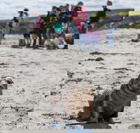 Kangaroo Island in a Day Tour from Adelaide - Accommodation Cairns