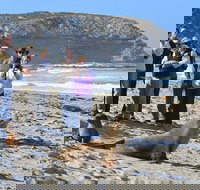 Full day Seal Bay Experience departing from Kangaroo Island - Accommodation Cairns