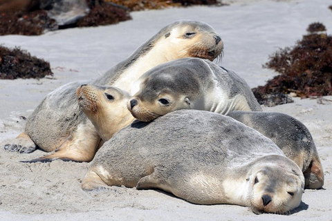 Small-Group Kangaroo Island 4WD Tour From Adelaide - Accommodation Cairns 1