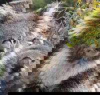 Kuranda Koala Gardens and Birdworld Admission Tickets - Accommodation Cairns