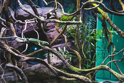 Cairns Aquarium By Twilight With 3-Course Dinner - Accommodation Cairns 2