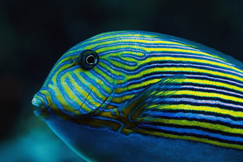Cairns Aquarium By Twilight With 3-Course Dinner - Accommodation Cairns 5