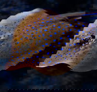 Cairns Aquarium Tour by Twilight with Drink and Appetiser - Accommodation Cairns