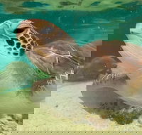 Cairns Aquarium Marine Life Encounter Ticket with 2-Course Lunch - Accommodation Cairns