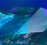 Cairns Aquarium Family Ticket - Accommodation Cairns