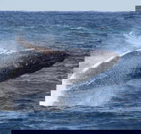 Whale Watching by Sea World Cruises - Accommodation Cairns