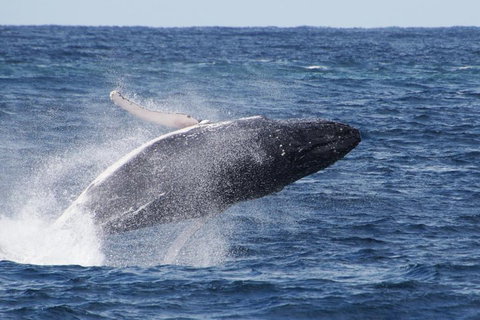 Whale Watching By Sea World Cruises - Accommodation Cairns 0