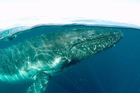Whale Watching By Sea World Cruises - Accommodation Cairns 2