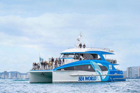 Whale Watching By Sea World Cruises - Accommodation Cairns 3