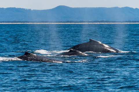 Whale Watching By Sea World Cruises - Accommodation Cairns 4