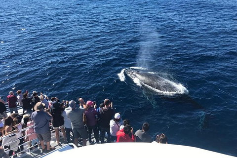 Whale Watching By Sea World Cruises - Accommodation Cairns 5