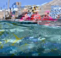 Outer Reef Pontoon Experience from Cairns - Accommodation Cairns