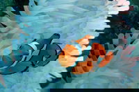 Seastar Luxury Outer Great Barrier Reef Island and Reef Tour from Cairns