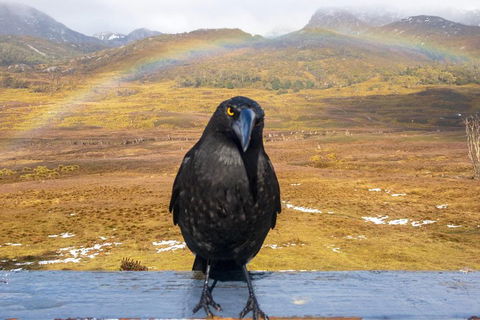 Cradle Mountain Park Explorer Guided Tour - Accommodation Cairns 2