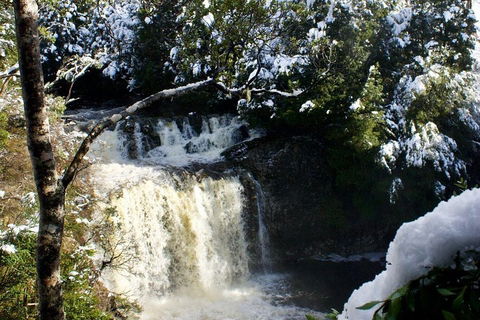 Cradle Mountain Park Explorer Guided Tour - Accommodation Cairns 4