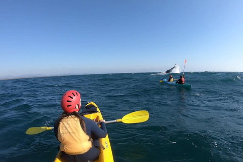 Kayaking With Dolphins In Byron Bay Guided Tour - Accommodation Cairns 3