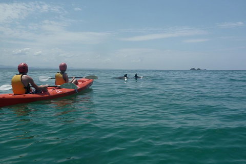 Kayaking With Dolphins In Byron Bay Guided Tour - Accommodation Cairns 4