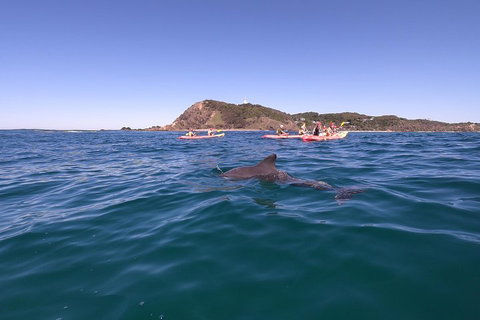Kayaking With Dolphins In Byron Bay Guided Tour - Accommodation Cairns 5